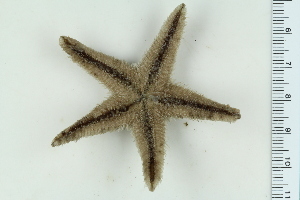  (Astropecten spAD1 - ZMBN_115383)  @11 [ ] CreativeCommons - Attribution Non-Commercial Share-Alike (2017) University of Bergen Natural History Collections