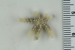  ( - ZMBN_115388)  @11 [ ] CreativeCommons - Attribution Non-Commercial Share-Alike (2017) University of Bergen Natural History Collections