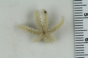  ( - ZMBN_115388)  @11 [ ] CreativeCommons - Attribution Non-Commercial Share-Alike (2017) University of Bergen Natural History Collections