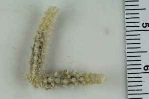  ( - ZMBN_115389)  @11 [ ] CreativeCommons - Attribution Non-Commercial Share-Alike (2017) University of Bergen Natural History Collections