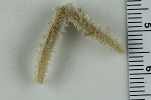  ( - ZMBN_115389)  @11 [ ] CreativeCommons - Attribution Non-Commercial Share-Alike (2017) University of Bergen Natural History Collections