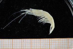  (Processa cf. macrophthalma - UMBergen_MBOWA_shrimp71)  @11 [ ] CreativeCommons - Attribution Non-Commercial Share-Alike (2013) Unspecified University of Bergen, Natural History Collections