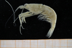  (Processa macrophthalma - UMBergen_MBOWA_shrimp78)  @15 [ ] CreativeCommons - Attribution Non-Commercial Share-Alike (2013) Unspecified University of Bergen, Natural History Collections