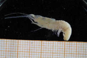  (Solenocera africana - UMBergen_MBOWA_shrimp92)  @14 [ ] CreativeCommons - Attribution Non-Commercial Share-Alike (2013) Unspecified University of Bergen, Natural History Collections
