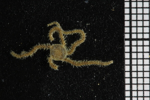  ( - ZMBN_86830)  @12 [ ] CreativeCommons - Attribution Non-Commercial Share-Alike (2014) University of Bergen University of Bergen, Natural History Collections