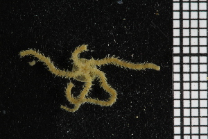  ( - ZMBN_86830)  @12 [ ] CreativeCommons - Attribution Non-Commercial Share-Alike (2014) University of Bergen University of Bergen, Natural History Collections