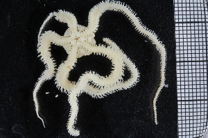  ( - ZMBN_99247)  @11 [ ] CreativeCommons - Attribution Non-Commercial Share-Alike (2014) University of Bergen University of Bergen, Natural History Collections