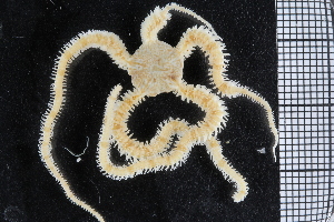  ( - ZMBN_99247)  @11 [ ] CreativeCommons - Attribution Non-Commercial Share-Alike (2014) University of Bergen University of Bergen, Natural History Collections