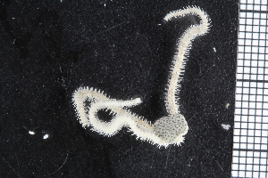  ( - ZMBN_99248)  @11 [ ] CreativeCommons - Attribution Non-Commercial Share-Alike (2014) University of Bergen University of Bergen, Natural History Collections