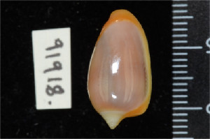  ( - ZMBN 91918)  @11 [ ] CreativeCommons - Attribution Non-Commercial Share-Alike (2014) Manuel A. E. Malaquias University of Bergen, Natural History Collections