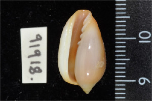  ( - ZMBN 91918)  @11 [ ] CreativeCommons - Attribution Non-Commercial Share-Alike (2014) Manuel A. E. Malaquias University of Bergen, Natural History Collections