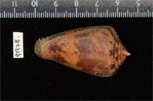  (Conus ermineus - ZMBN 91978)  @11 [ ] CreativeCommons - Attribution Non-Commercial Share-Alike (2014) Manuel A. E. Malaquias University of Bergen, Natural History Collections