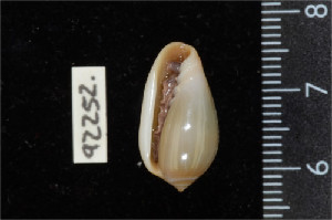  ( - ZMBN 92252)  @11 [ ] CreativeCommons - Attribution Non-Commercial Share-Alike (2014) Manuel A. E. Malaquias University of Bergen, Natural History Collections