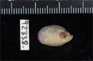  ( - ZMBN 92338)  @11 [ ] CreativeCommons - Attribution Non-Commercial Share-Alike (2014) Manuel A. E. Malaquias University of Bergen, Natural History Collections