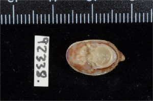 ( - ZMBN 92338)  @11 [ ] CreativeCommons - Attribution Non-Commercial Share-Alike (2014) Manuel A. E. Malaquias University of Bergen, Natural History Collections