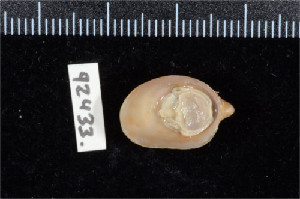  ( - ZMBN 92433)  @11 [ ] CreativeCommons - Attribution Non-Commercial Share-Alike (2014) Manuel A. E. Malaquias University of Bergen, Natural History Collections