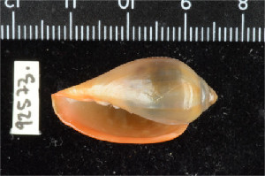  (Marginella sp - ZMBN 92573)  @11 [ ] CreativeCommons - Attribution Non-Commercial Share-Alike (2014) Manuel A. E. Malaquias University of Bergen, Natural History Collections