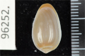  ( - ZMBN 96252)  @11 [ ] CreativeCommons - Attribution Non-Commercial Share-Alike (2014) Manuel A. E. Malaquias University of Bergen, Natural History Collections