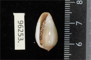  ( - ZMBN 96253)  @11 [ ] CreativeCommons - Attribution Non-Commercial Share-Alike (2014) Manuel A. E. Malaquias University of Bergen, Natural History Collections