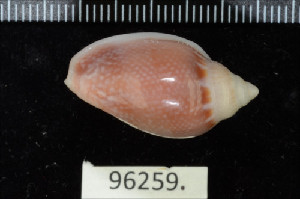  ( - ZMBN 96259)  @11 [ ] CreativeCommons - Attribution Non-Commercial Share-Alike (2014) Manuel A. E. Malaquias University of Bergen, Natural History Collections