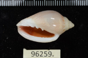  ( - ZMBN 96259)  @11 [ ] CreativeCommons - Attribution Non-Commercial Share-Alike (2014) Manuel A. E. Malaquias University of Bergen, Natural History Collections