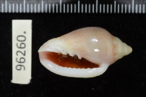  (Marginella irrorata - ZMBN 96260)  @11 [ ] CreativeCommons - Attribution Non-Commercial Share-Alike (2014) Manuel A. E. Malaquias University of Bergen, Natural History Collections