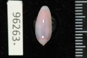  ( - ZMBN 96263)  @11 [ ] CreativeCommons - Attribution Non-Commercial Share-Alike (2014) Manuel A. E. Malaquias University of Bergen, Natural History Collections
