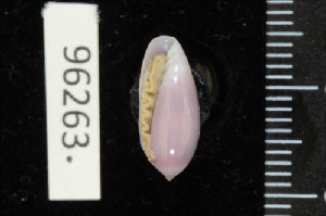  ( - ZMBN 96263)  @11 [ ] CreativeCommons - Attribution Non-Commercial Share-Alike (2014) Manuel A. E. Malaquias University of Bergen, Natural History Collections