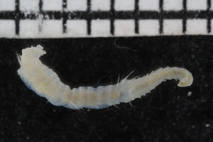  ( - ZMBN_106906)  @11 [ ] CreativeCommons - Attribution Non-Commercial Share-Alike (2016) University of Bergen University of Bergen, Natural History Collections
