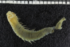  ( - ZMBN_106908)  @11 [ ] CreativeCommons - Attribution Non-Commercial Share-Alike (2016) University of Bergen University of Bergen, Natural History Collections