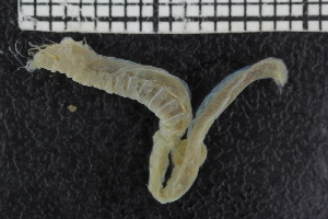  ( - ZMBN_106912)  @11 [ ] CreativeCommons - Attribution Non-Commercial Share-Alike (2016) University of Bergen University of Bergen, Natural History Collections