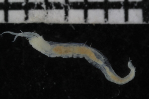  ( - ZMBN_106913)  @11 [ ] CreativeCommons - Attribution Non-Commercial Share-Alike (2016) University of Bergen University of Bergen, Natural History Collections