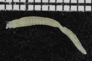  ( - ZMBN_106963)  @11 [ ] CreativeCommons - Attribution Non-Commercial Share-Alike (2016) University of Bergen University of Bergen, Natural History Collections