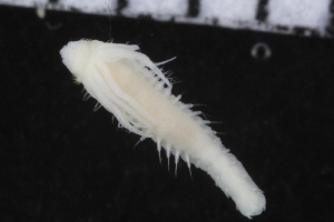  ( - ZMBN_106965)  @11 [ ] CreativeCommons - Attribution Non-Commercial Share-Alike (2016) University of Bergen University of Bergen, Natural History Collections