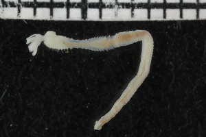  ( - ZMBN_107035)  @11 [ ] CreativeCommons - Attribution Non-Commercial Share-Alike (2016) University of Bergen University of Bergen, Natural History Collections