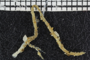  ( - ZMBN_107036)  @11 [ ] CreativeCommons - Attribution Non-Commercial Share-Alike (2016) University of Bergen University of Bergen, Natural History Collections