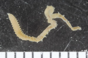  (Leodamas cf. rubra-A - ZMBN_107968)  @11 [ ] CreativeCommons - Attribution Non-Commercial Share-Alike (2017) University of Bergen Natural History Collections