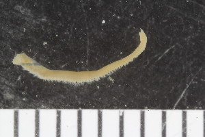  (Leodamas cf. rubra - ZMBN_107969)  @11 [ ] CreativeCommons - Attribution Non-Commercial Share-Alike (2017) University of Bergen Natural History Collections