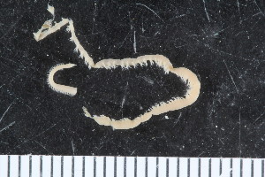  ( - ZMBN_107970)  @11 [ ] CreativeCommons - Attribution Non-Commercial Share-Alike (2017) University of Bergen Natural History Collections