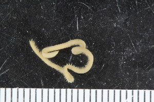  ( - ZMBN_107972)  @11 [ ] CreativeCommons - Attribution Non-Commercial Share-Alike (2017) University of Bergen Natural History Collections
