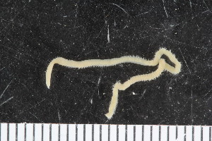  ( - ZMBN_107973)  @11 [ ] CreativeCommons - Attribution Non-Commercial Share-Alike (2017) University of Bergen Natural History Collections