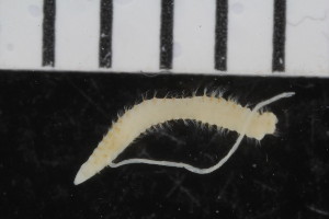  ( - ZMBN_108012)  @11 [ ] CreativeCommons - Attribution Non-Commercial Share-Alike (2017) University of Bergen Natural History Collections