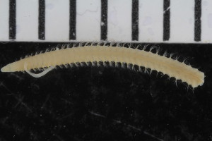  ( - ZMBN_108013)  @11 [ ] CreativeCommons - Attribution Non-Commercial Share-Alike (2017) University of Bergen Natural History Collections