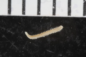  ( - ZMBN_108014)  @11 [ ] CreativeCommons - Attribution Non-Commercial Share-Alike (2017) University of Bergen Natural History Collections