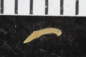  ( - ZMBN_108016)  @11 [ ] CreativeCommons - Attribution Non-Commercial Share-Alike (2017) University of Bergen Natural History Collections