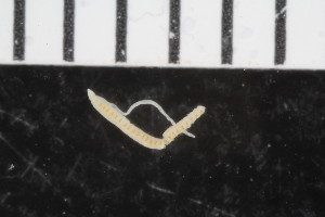  ( - ZMBN_108017)  @11 [ ] CreativeCommons - Attribution Non-Commercial Share-Alike (2017) University of Bergen Natural History Collections