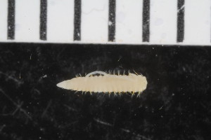  ( - ZMBN_108018)  @11 [ ] CreativeCommons - Attribution Non-Commercial Share-Alike (2017) University of Bergen Natural History Collections