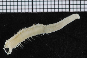  ( - ZMBN_98151)  @11 [ ] CreativeCommons - Attribution Non-Commercial Share-Alike (2015) University of Bergen University of Bergen, Natural History Collections