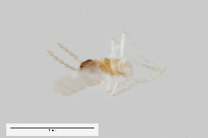  (Aprionus brachypterus - ZFMK-TIS-2520799)  @11 [ ] Copyright (2014) Unspecified Zoologisches Forschungsmuseum Alexander Koenig