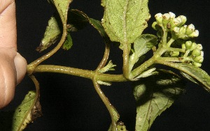  ( - BioBot10102)  @11 [ ] Copyright (2010) Unspecified Unspecified